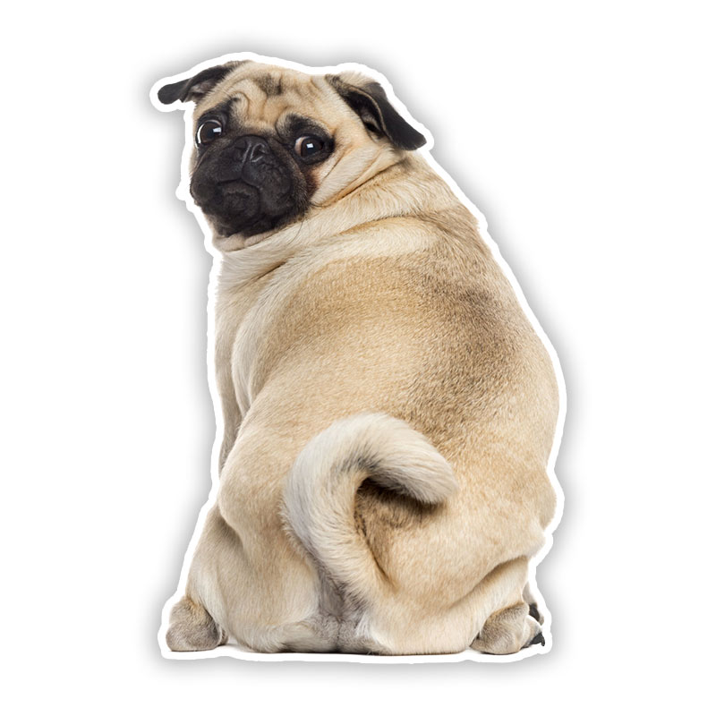 Motorcycle Gear For Dogs - B0692# Self-adhesive Decal Pug Dog V5